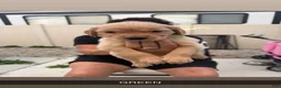 Golden Retriever dogs for sale: Green Collar - Ad 1