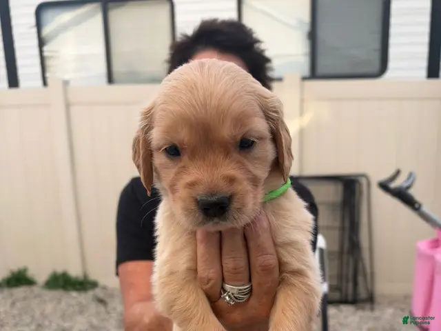 Golden Retriever dogs for sale: Green Collar - Ad 1