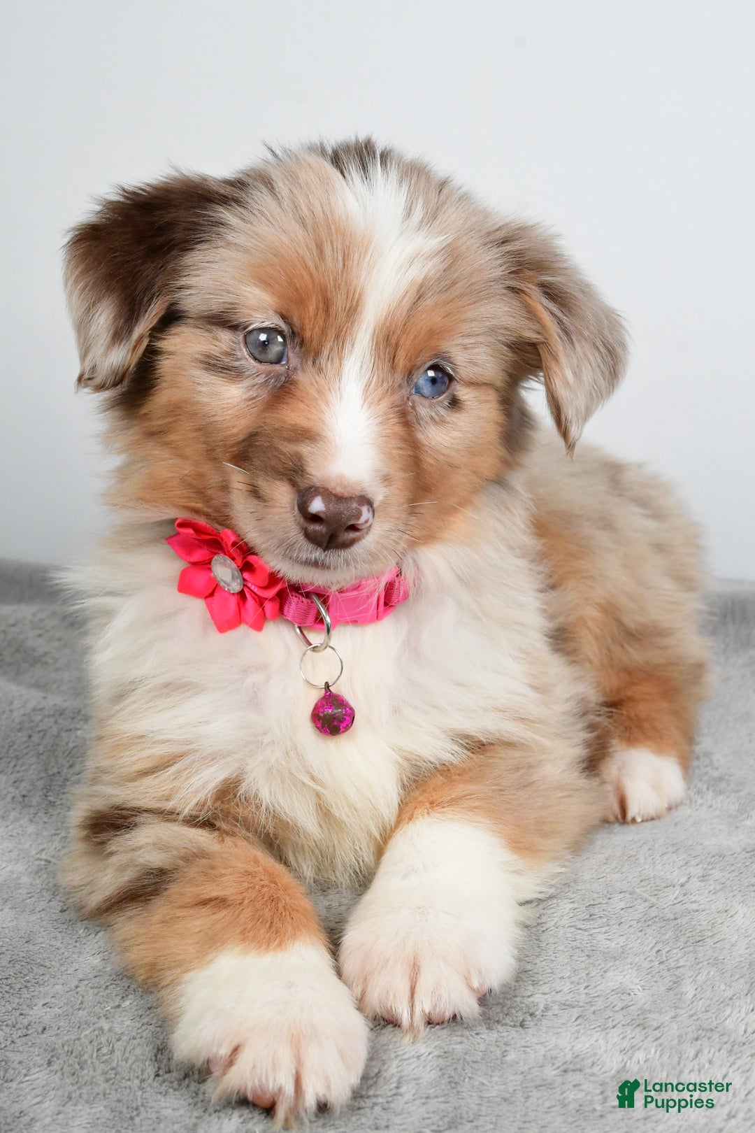 Miniature Australian Shepherd dogs for sale: June - Ad 8
