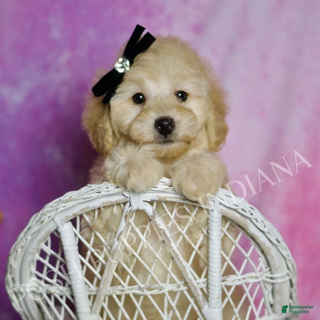 Toy Poodle dogs for sale: Buggy - Ad 1
