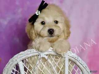 Toy Poodle dogs Buggy - Ad 27