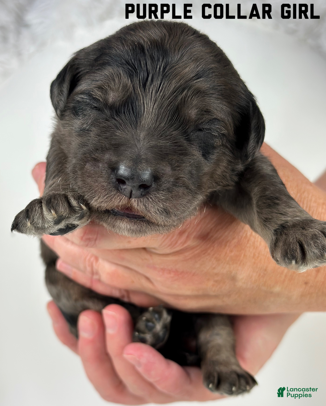 Goldendoodle dogs for sale: Goldendoodle Puppy 2 - Ad 5