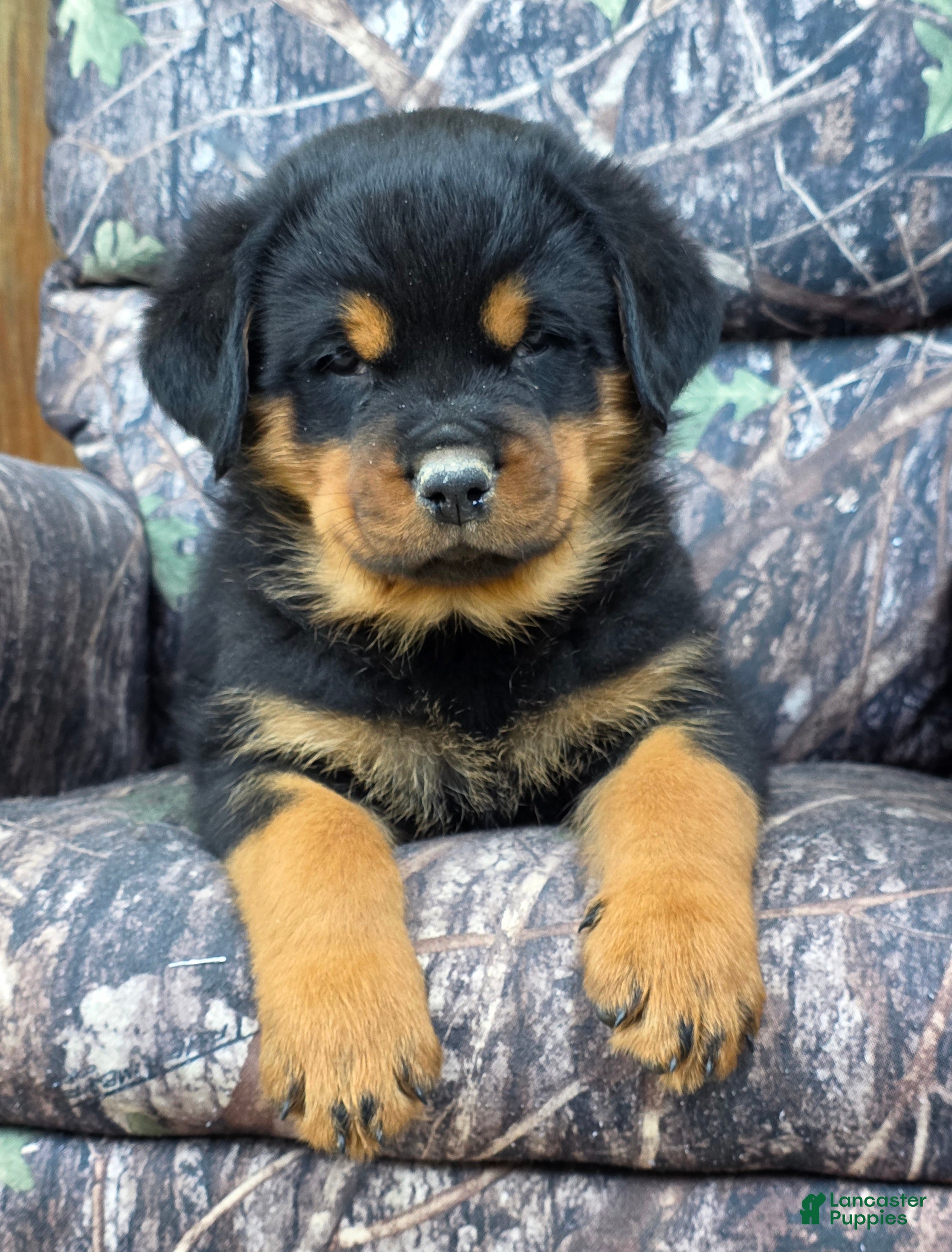 Rottweiler dogs for sale: Bryson - Ad 3