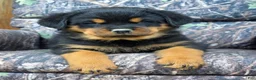 Rottweiler dogs for sale: Bryson - Ad 1