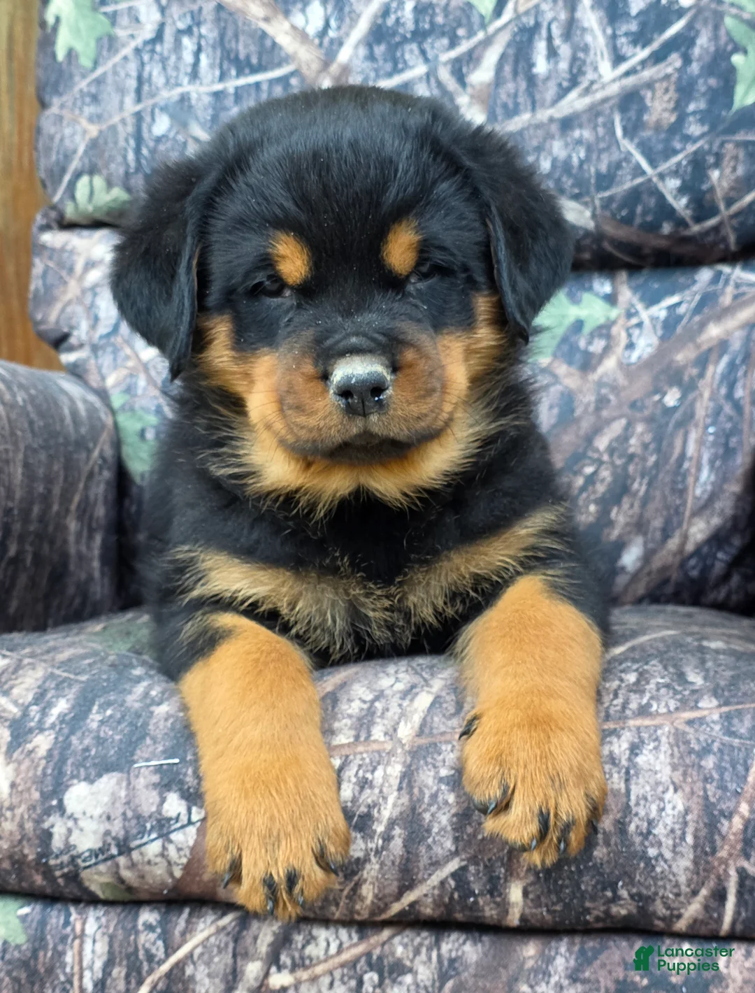 Rottweiler dogs for sale: Bryson - Ad 1