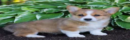 Welsh Corgi Pembroke dogs for sale: Kylie  - Ad 4