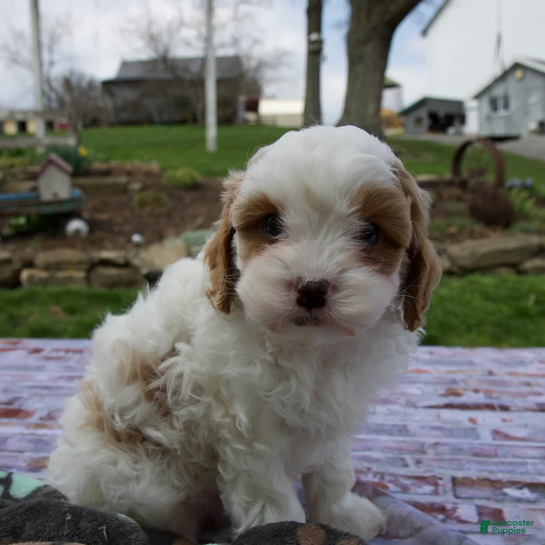 Cavapoo dogs for sale: Logan - Ad 2
