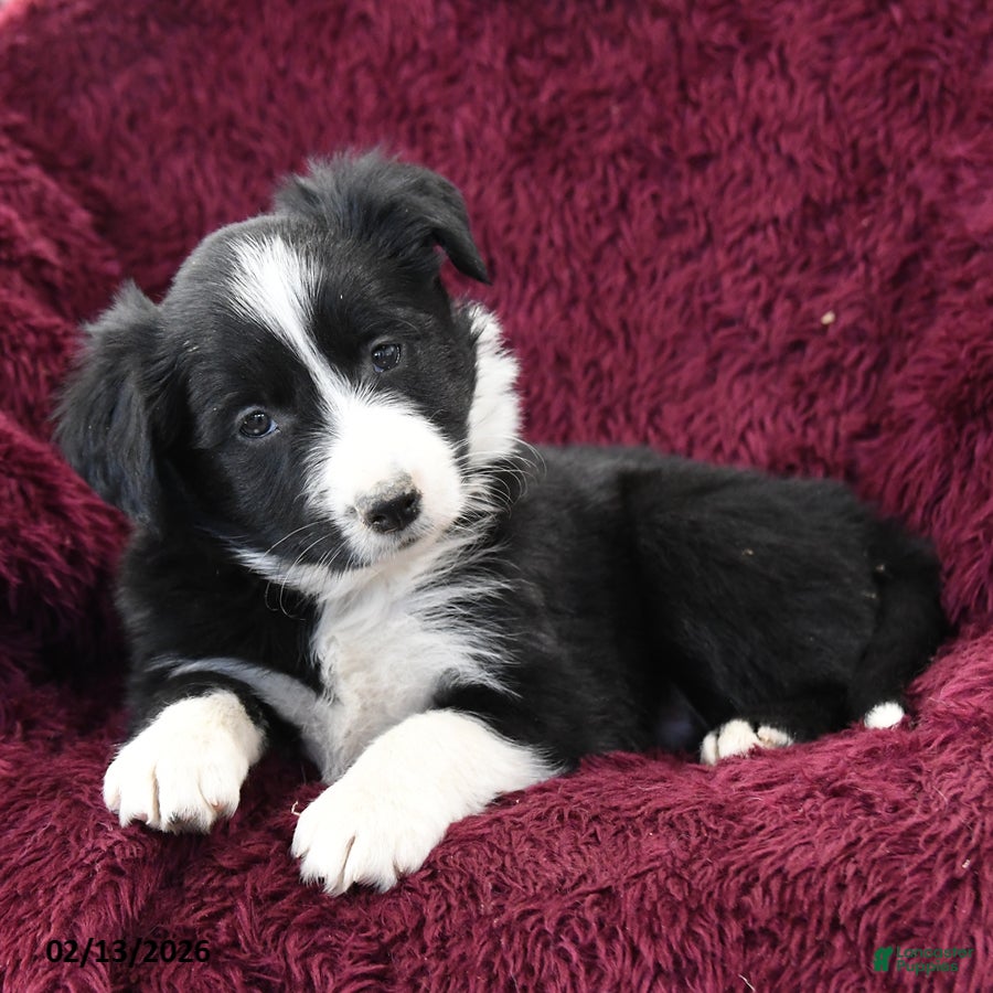 Border Collie dogs Rocky - Ad 2