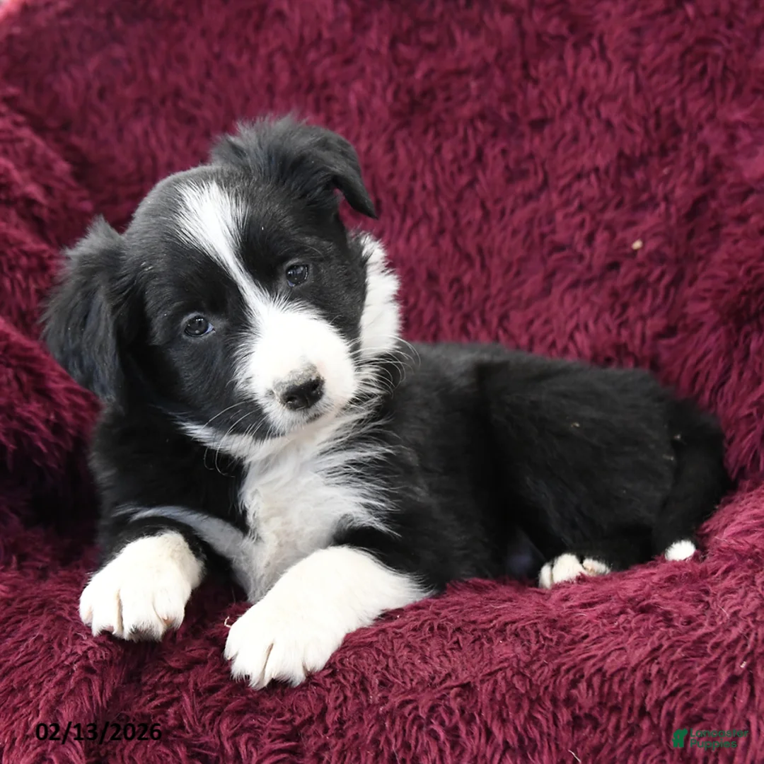 Border Collie dogs for sale: Rocky - Ad 2