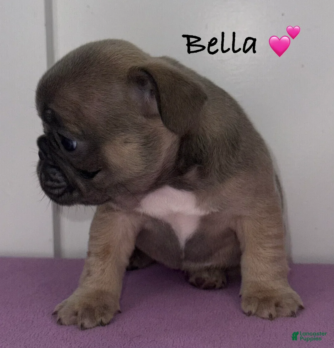French Bulldog dogs for sale: Bella - Female French Bulldog - Ad 2