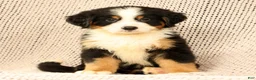 Bernese Mountain Dog dogs for sale: Chase - Ad 6