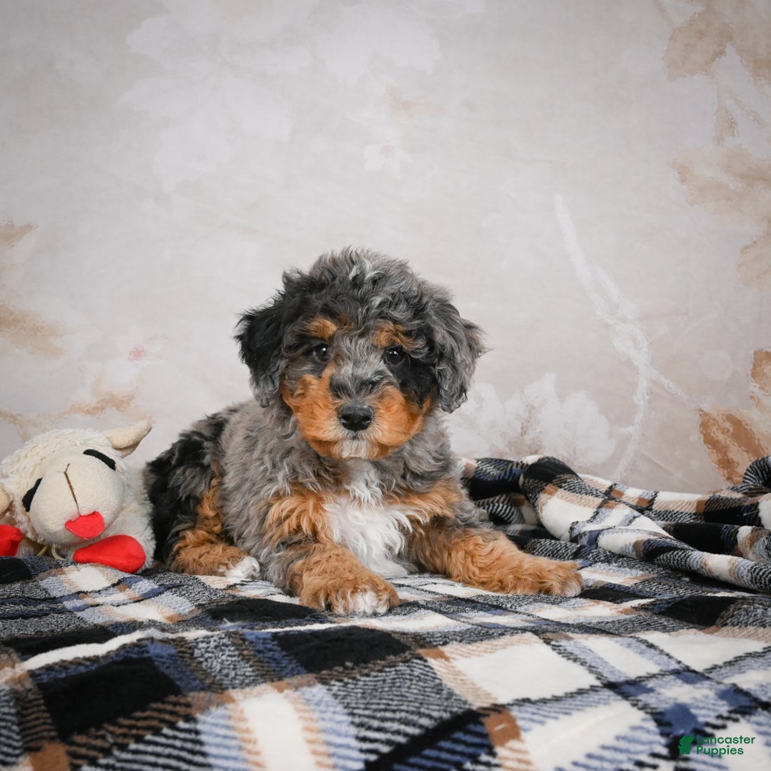 Bernedoodle dogs for sale: Murphy - Ad 5