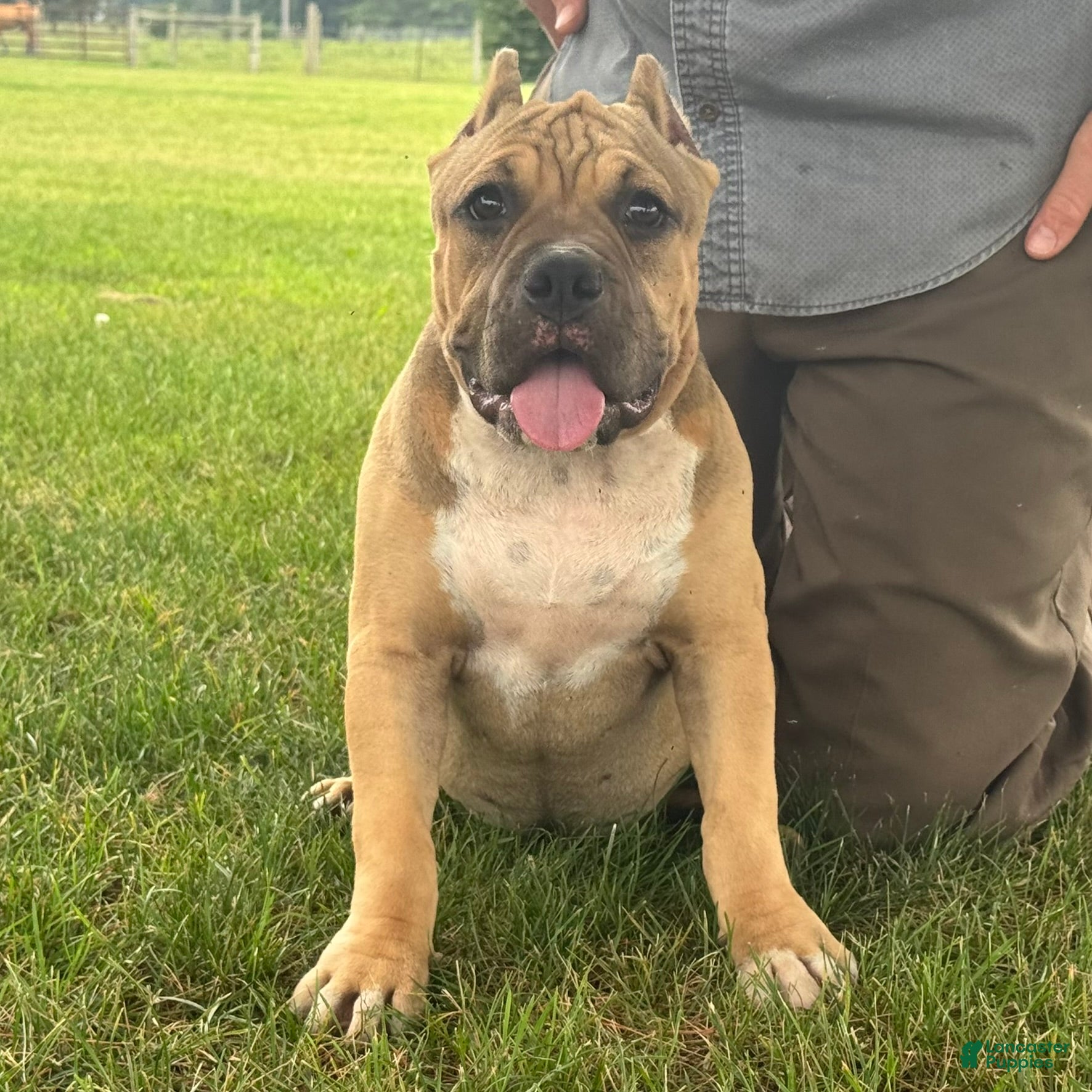 American Bully dogs Flora - Ad 1