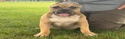American Bully dogs for sale: Flora - Ad 1