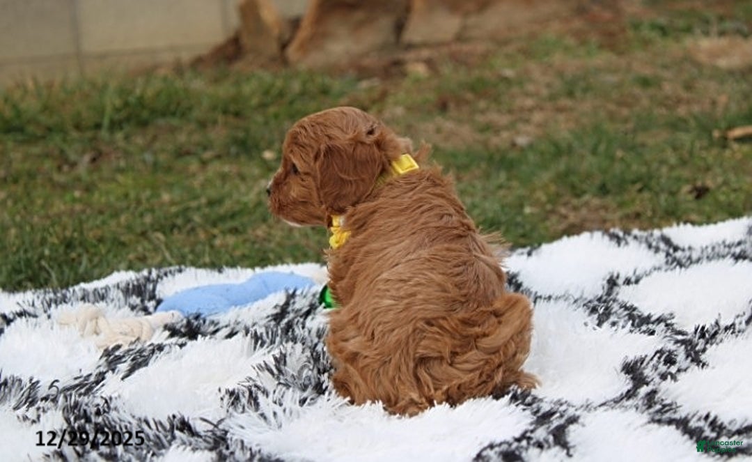 Cavapoo dogs for sale: Easton - Ad 7