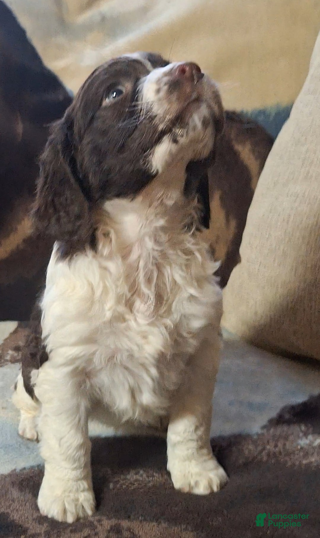 English Springer Spaniel dogs for sale: Sammy - Ad 2