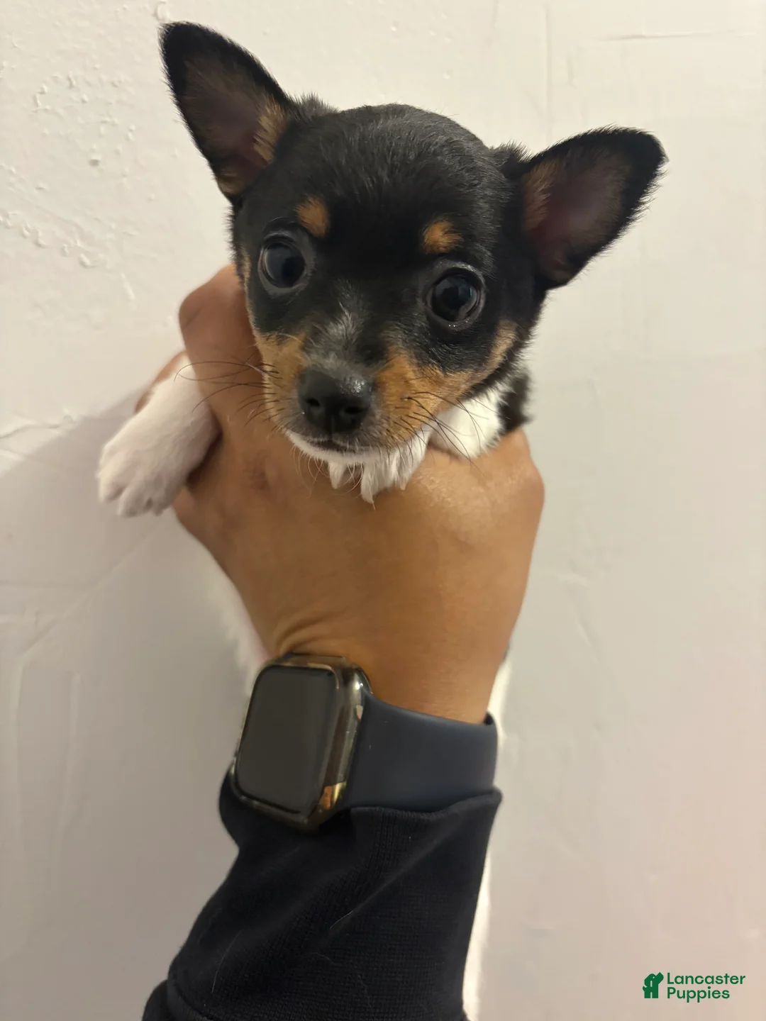 Toy Fox Terrier dogs for sale: Toy Fox Terrier Puppy 1 - Ad 1