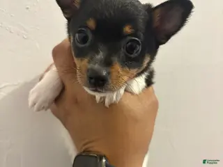 Toy Fox Terrier dogs for sale: Toy Fox Terrier Puppy 1 - Ad 1