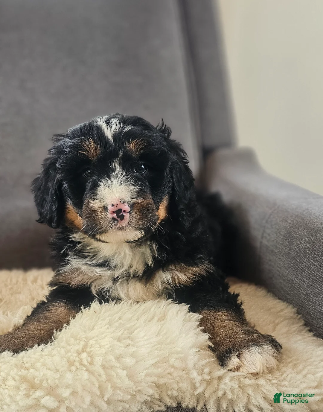 Bernedoodle dogs for sale: Coco - Ad 4