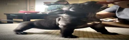 American Bully dogs for sale: American Bully Puppy 7 - Ad 6