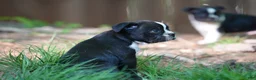 Boston Terrier dogs for sale: (Johnny) Cash - The Man in Black - Ad 2