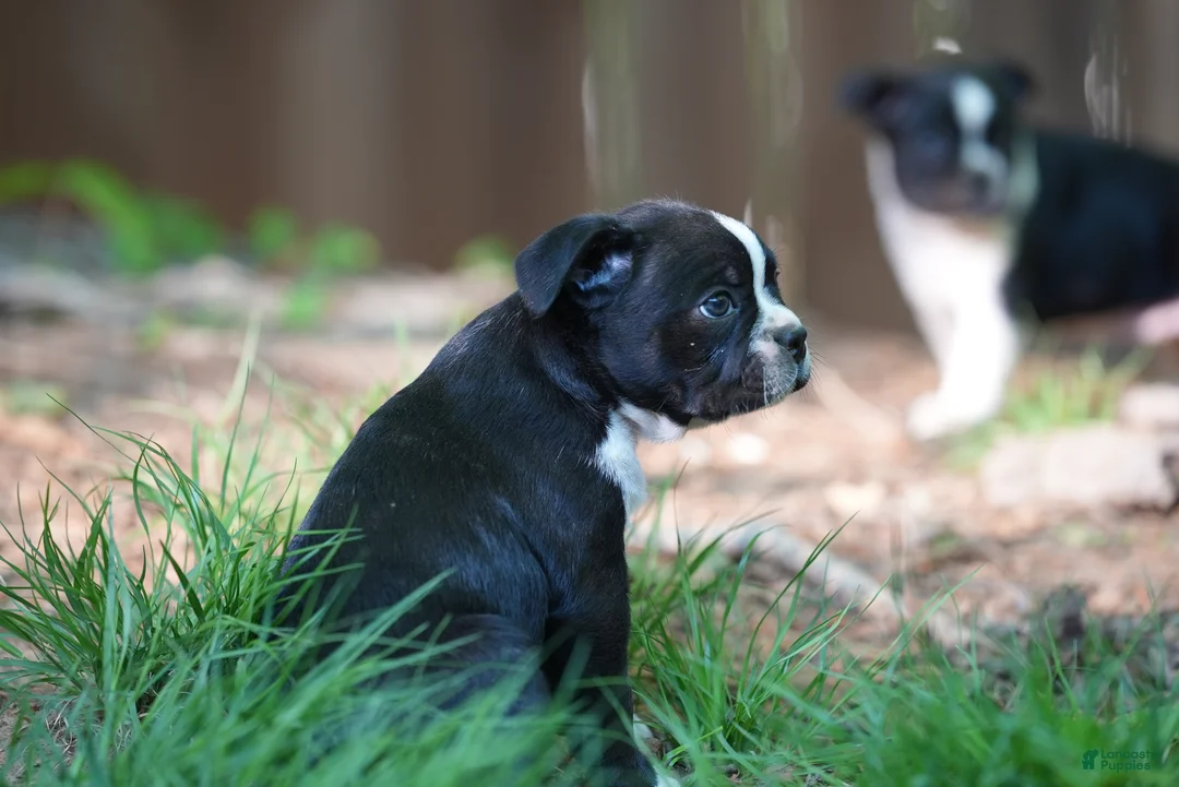 Boston Terrier dogs for sale: (Johnny) Cash - The Man in Black - Ad 2