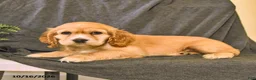 English Cocker Spaniel dogs for sale: Rusty - Ad 3