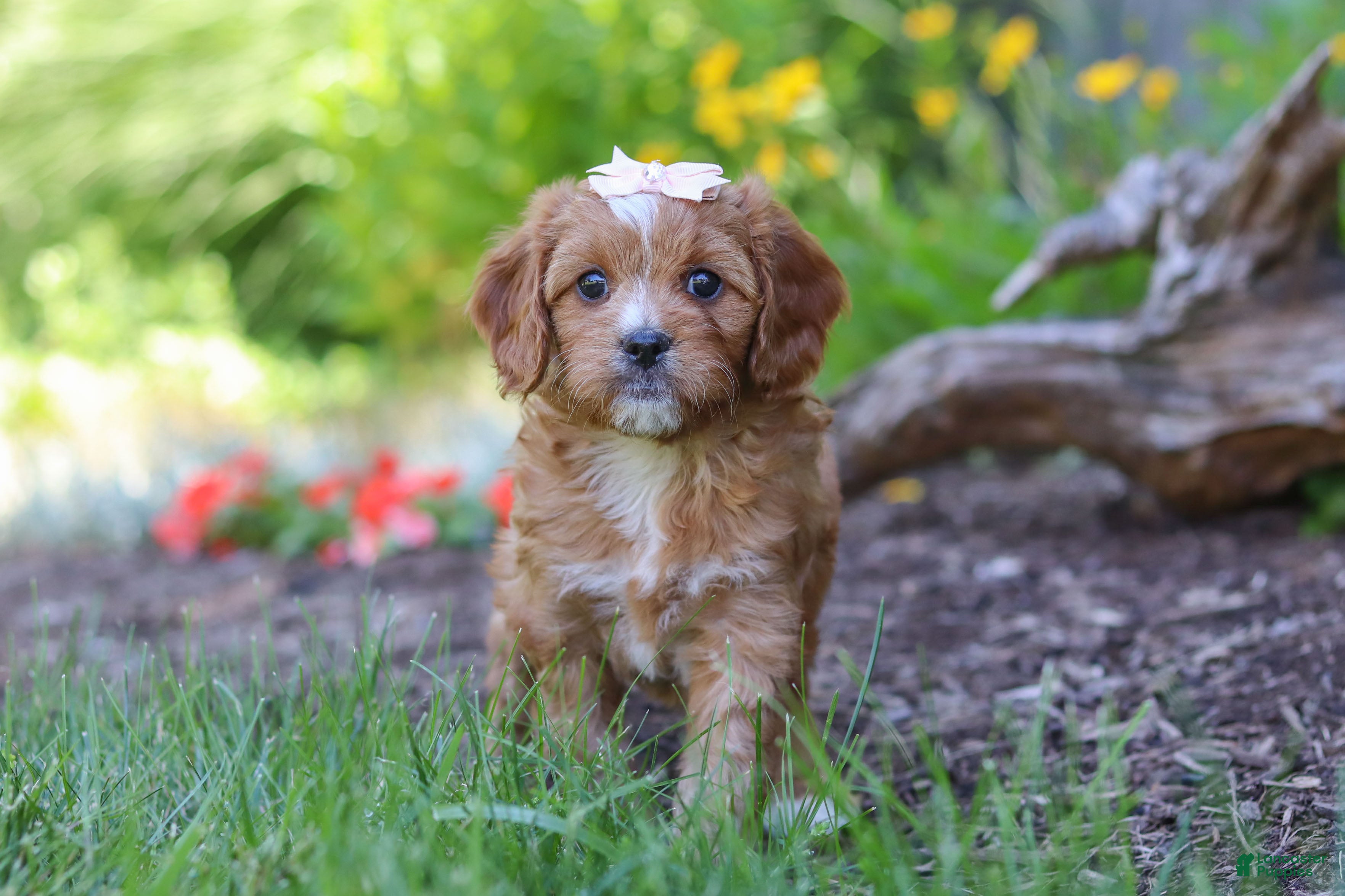 Cavapoo dogs Princess - Ad 1