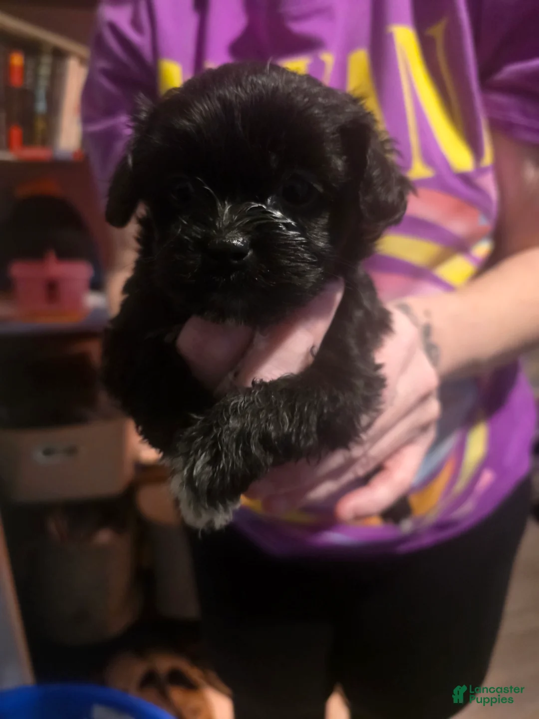 Mixed Breed dogs for sale: Mixed Breed 3 - Ad 2