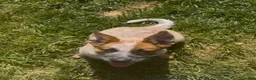 Australian Cattle Dog dogs for sale: Georgie Girl - Ad 10