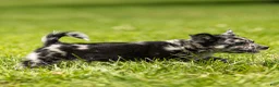 Chihuahua dogs for sale: Ryder Chihuahua Puppy  - Ad 9