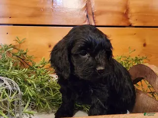 Mixed Breed dogs Lana - Ad 11