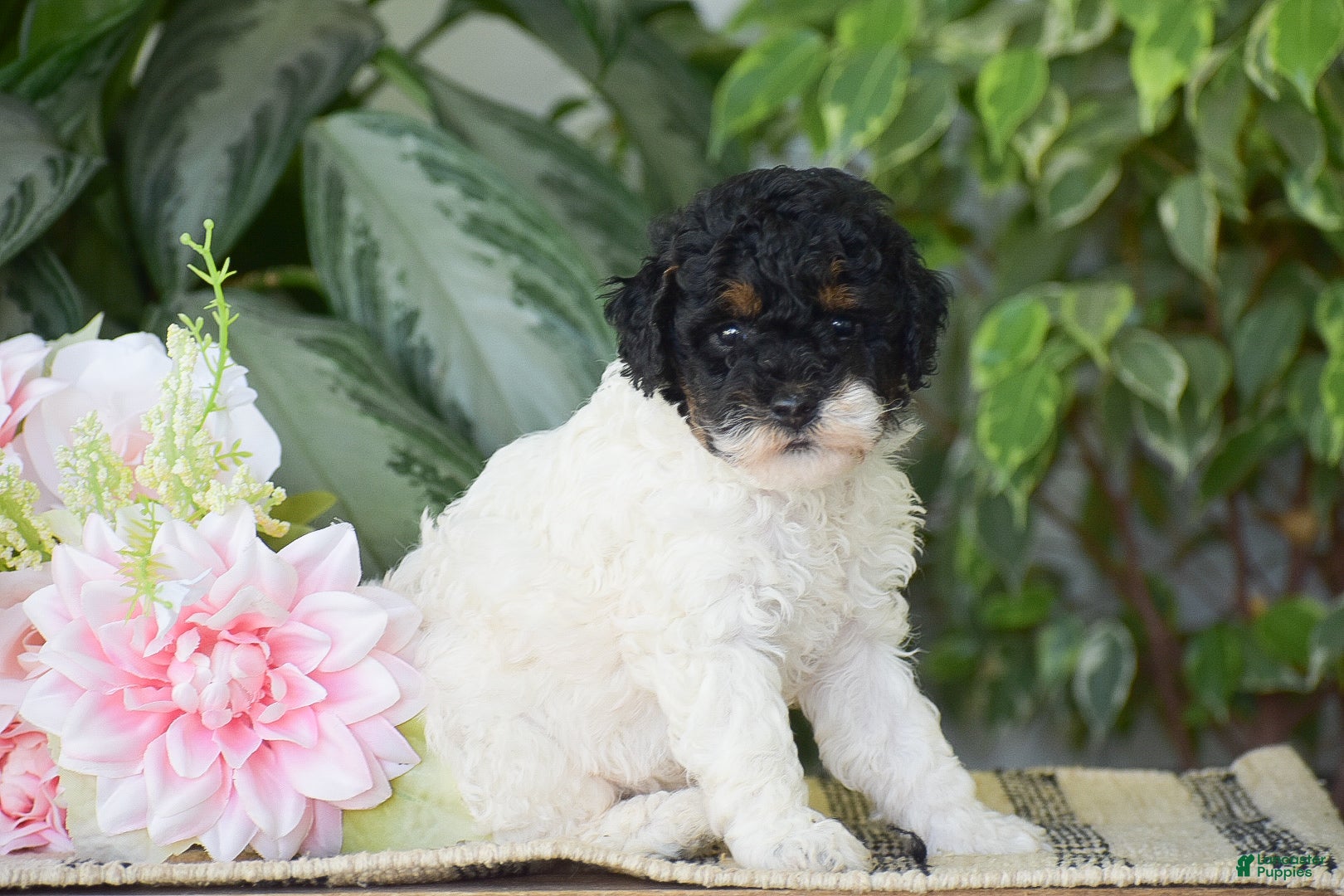 Miniature Poodle dogs Hannah - Ad 1