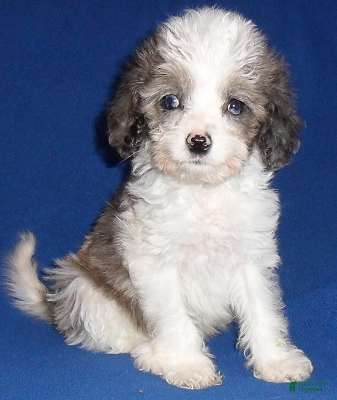 Cockapoo dogs for sale: Ringo - Ad 1