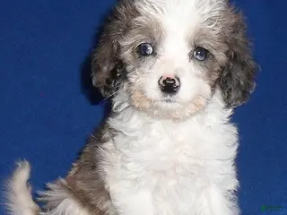 Cockapoo dogs for sale: Ringo - Ad 1