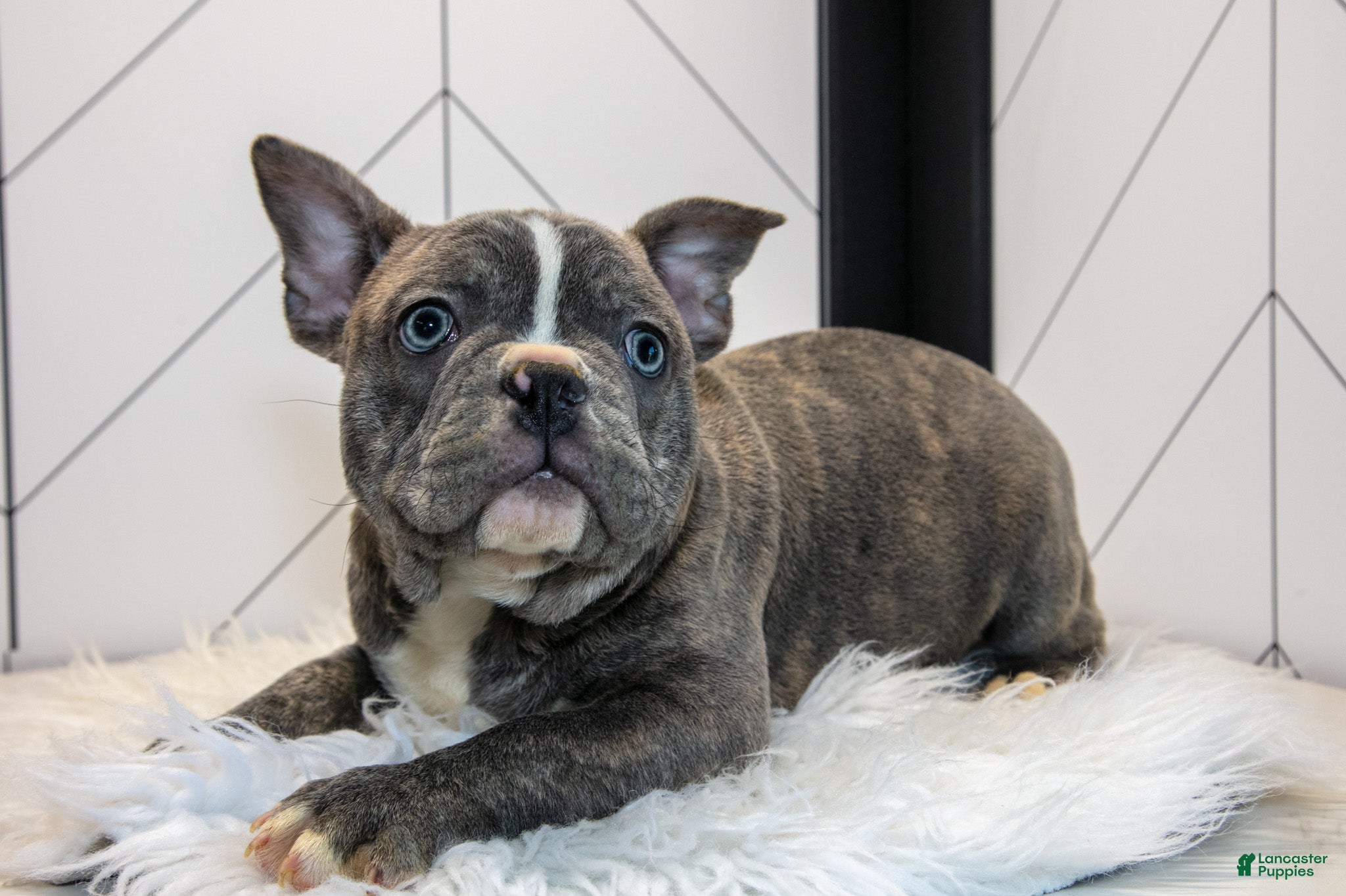 Frenchton dogs Vincent - Ad 1