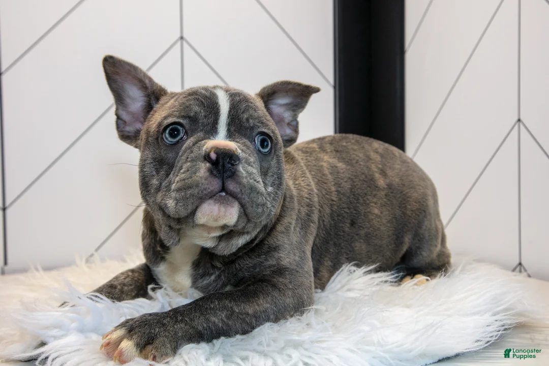 Frenchton dogs for sale: Vincent - Ad 1