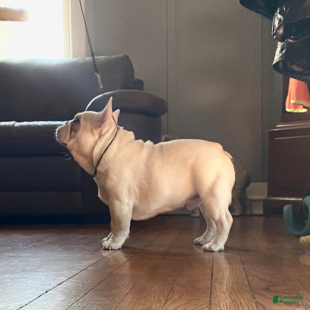 French Bulldog dogs for sale: Carey - Ad 4