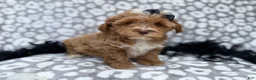 Shihpoo dogs for sale: Harley - Ad 6