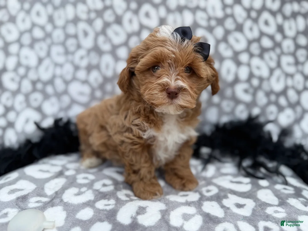 Shihpoo dogs for sale: Harley - Ad 6