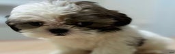 Shih Tzu dogs for sale: Willow - Ad 1