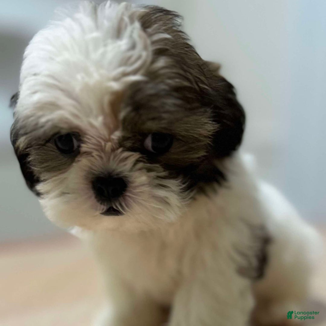 Shih Tzu dogs for sale: Willow - Ad 1