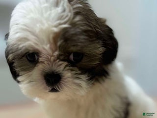 Shih Tzu dogs Willow - Ad 37
