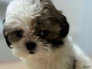 Shih Tzu dogs for sale: Willow - Ad 1