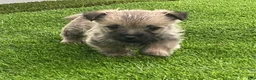 Cairn Terrier dogs for sale: Charlie - Ad 5