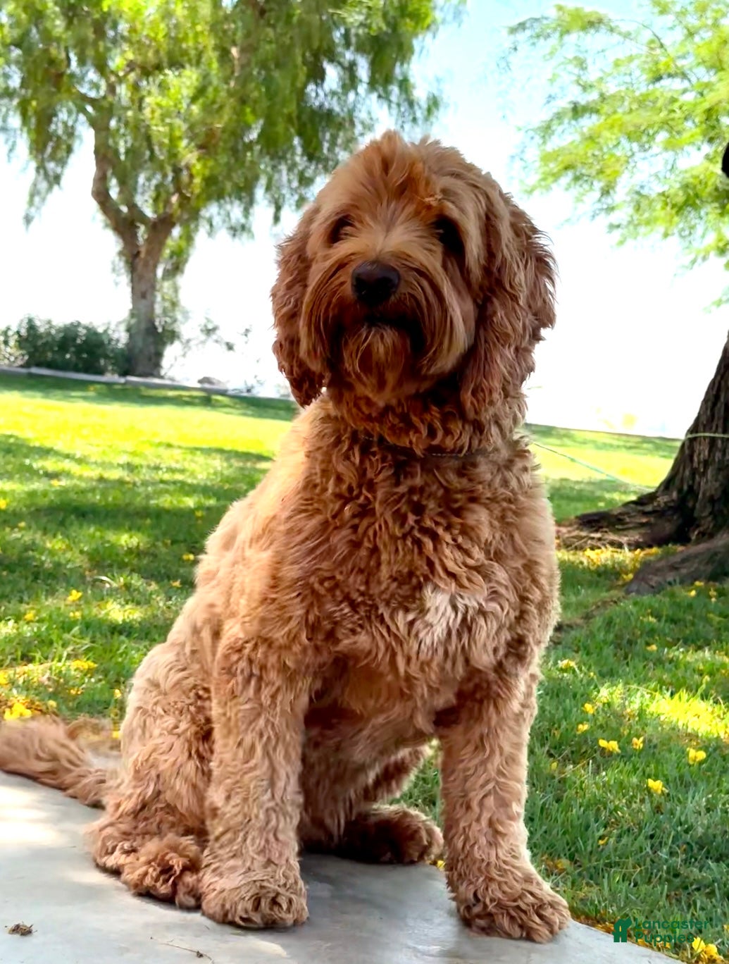 Australian Labradoodle dogs for sale: Cove - Ad 2