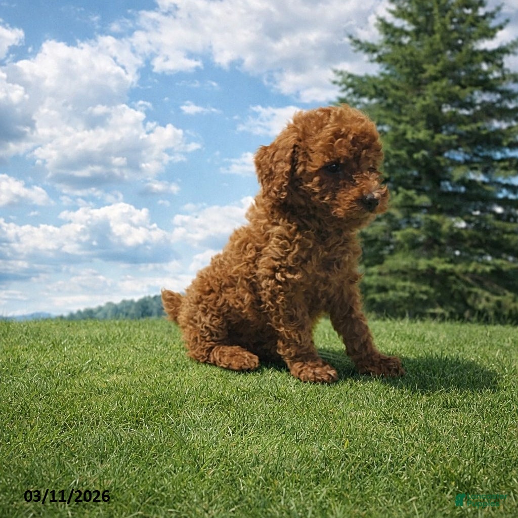 Miniature Poodle dogs Buster - Ad 1