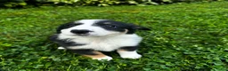 Australian Shepherd dogs for sale: Glory - Ad 5