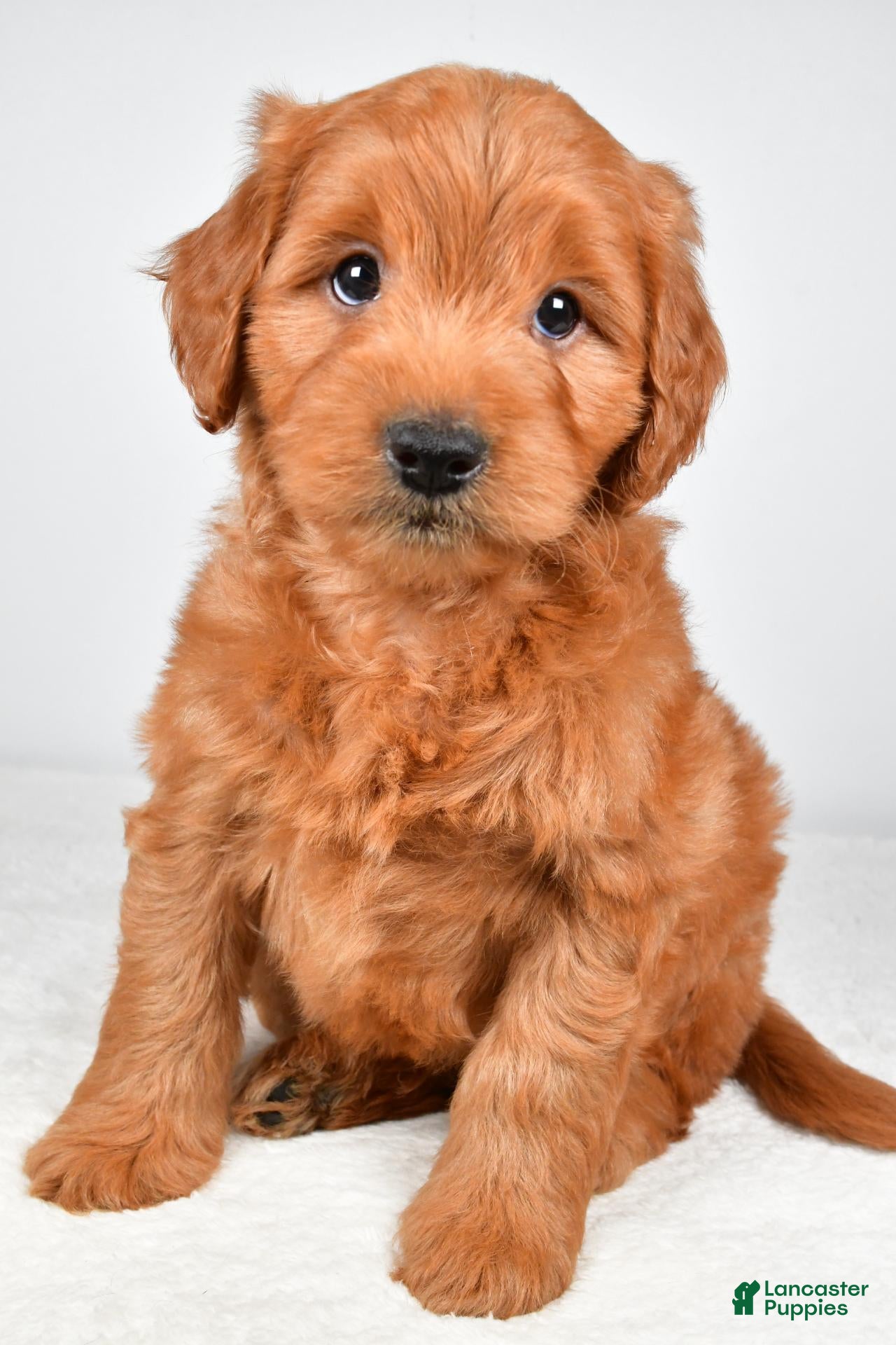 Mini Goldendoodle dogs Bo - Ad 2