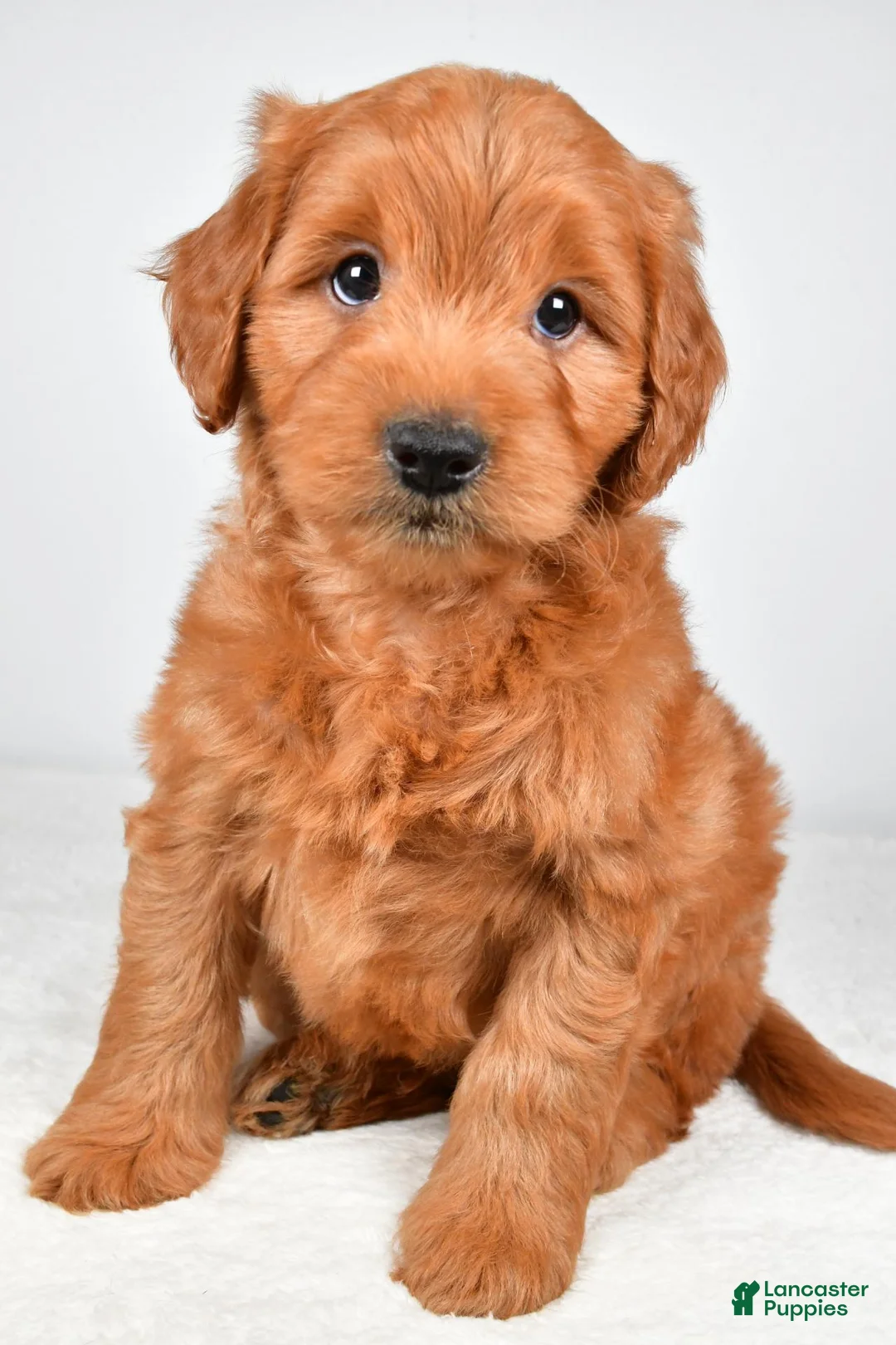 Mini Goldendoodle dogs for sale: Bo - Ad 2